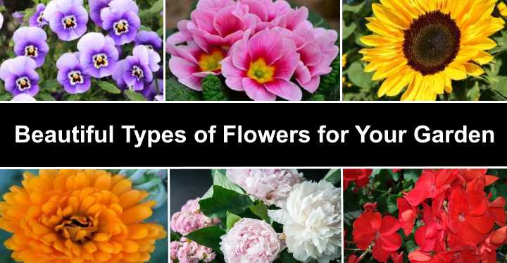 10 Beautiful Flowers for Your Garden